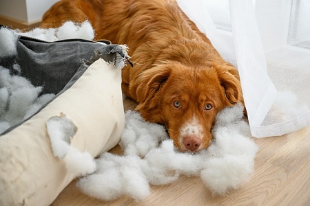 Что делать, если собака вернулась с передержки «другой»