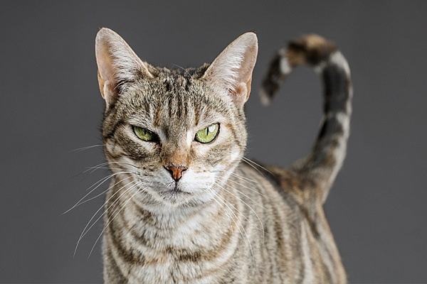Кошка виляет хвостом 🐱 Что это значит? 9 сигналов кошачьего хвоста