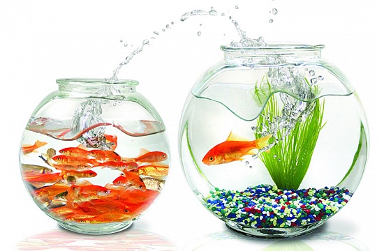 Совместимость аквариумных рыбок