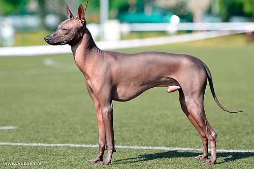 Мексиканская голая собака (ксоло)