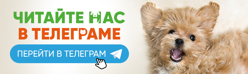 Перейти в телеграм канал 