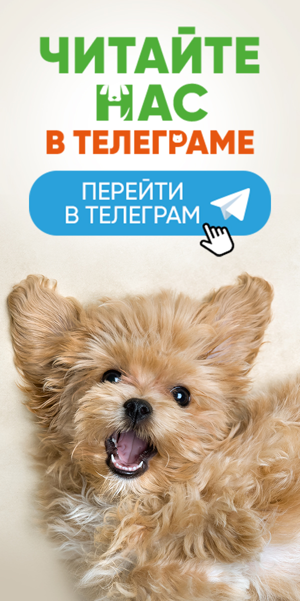 Перейти в телеграм