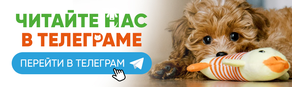 Перейти в телеграм канал 